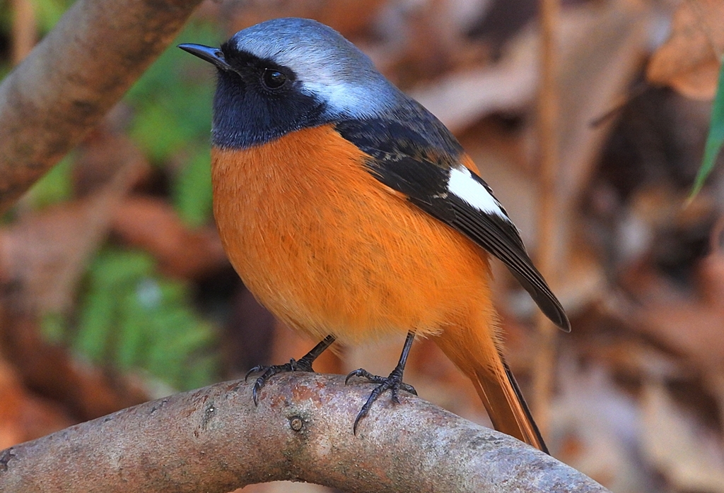 DSCN9074：ジョウビタキ（オス）