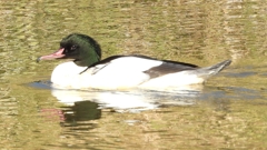 DSCN1926：カワアイサ（オス）