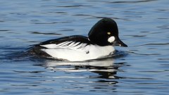 DSCN2785：ホオジロガモ（オス）