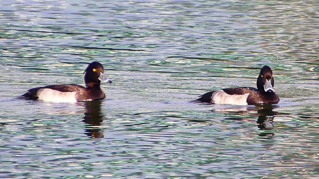 P2350365：キンクロハジロ