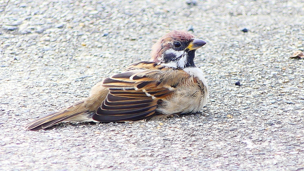 P2280455：スズメ