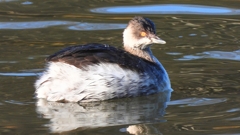 DSCN7040：ハジロカイツブリ