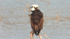 DSCN7343：ミサゴ