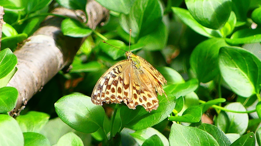 P2260457：ミドリヒョウモン