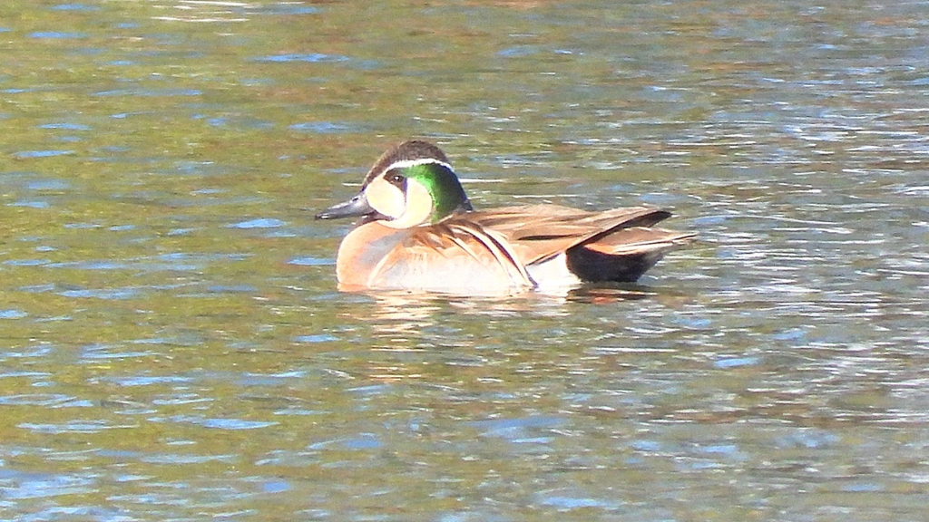 DSCN7988：トモエガモ（オス）