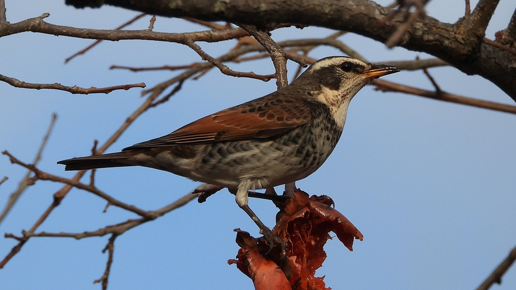 DSCN8417：ツグミ