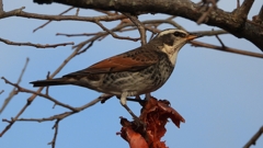 DSCN8417：ツグミ