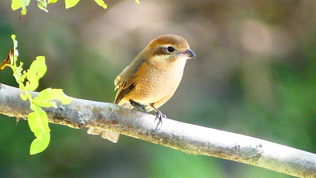 P2300448：モズ（メス）