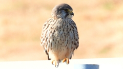 DSCN6708：チョウゲンボウ