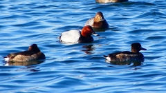 P2380610：ホシハジロ、キンクロハジロ