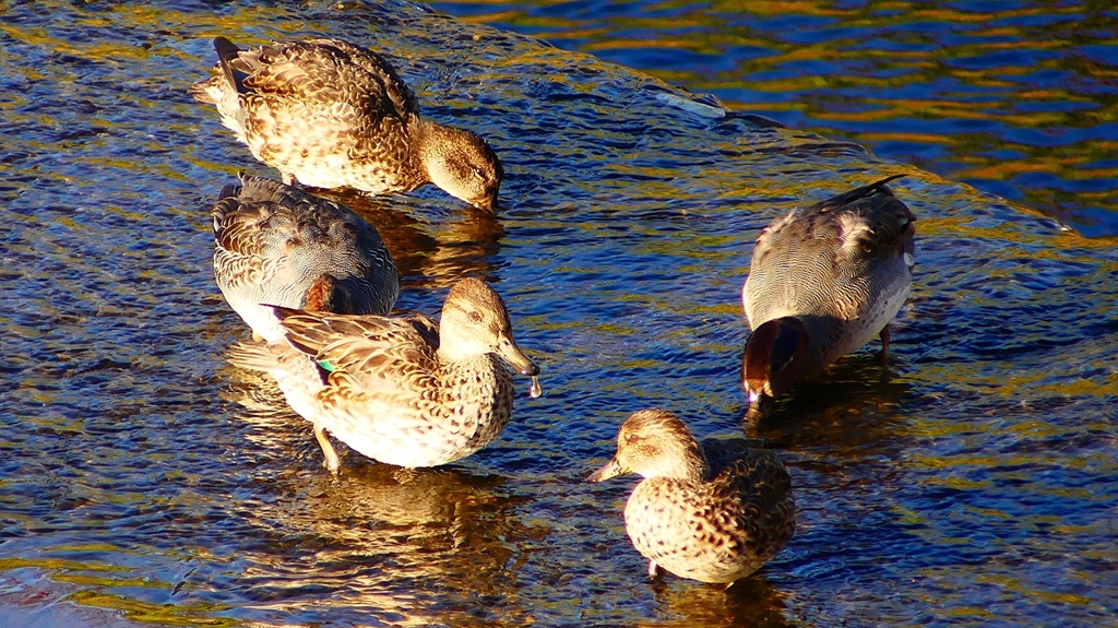 P2400283：コガモ