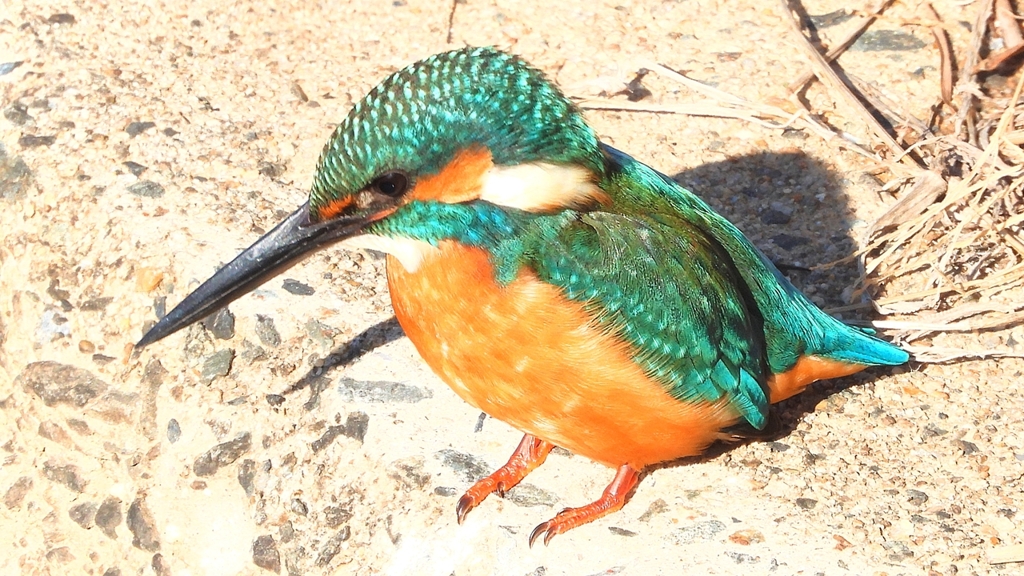 DSCN5901：カワセミ（オス）