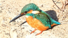 DSCN5901：カワセミ（オス）