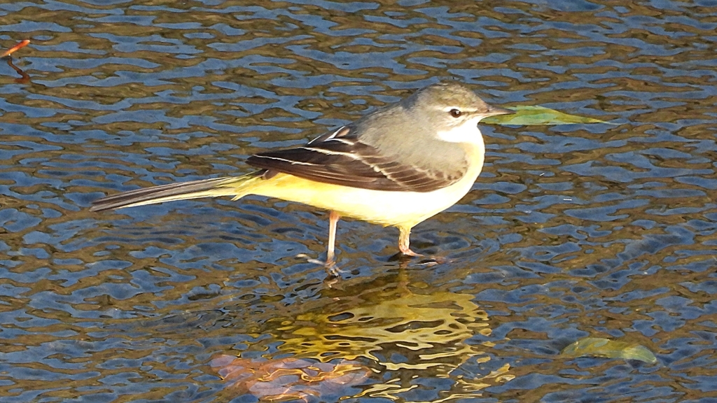 DSCN3686：キセキレイ