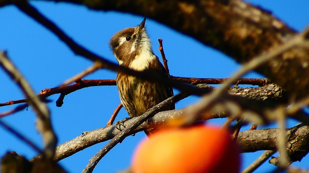 P2410783：コゲラ