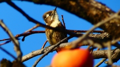 P2410783：コゲラ