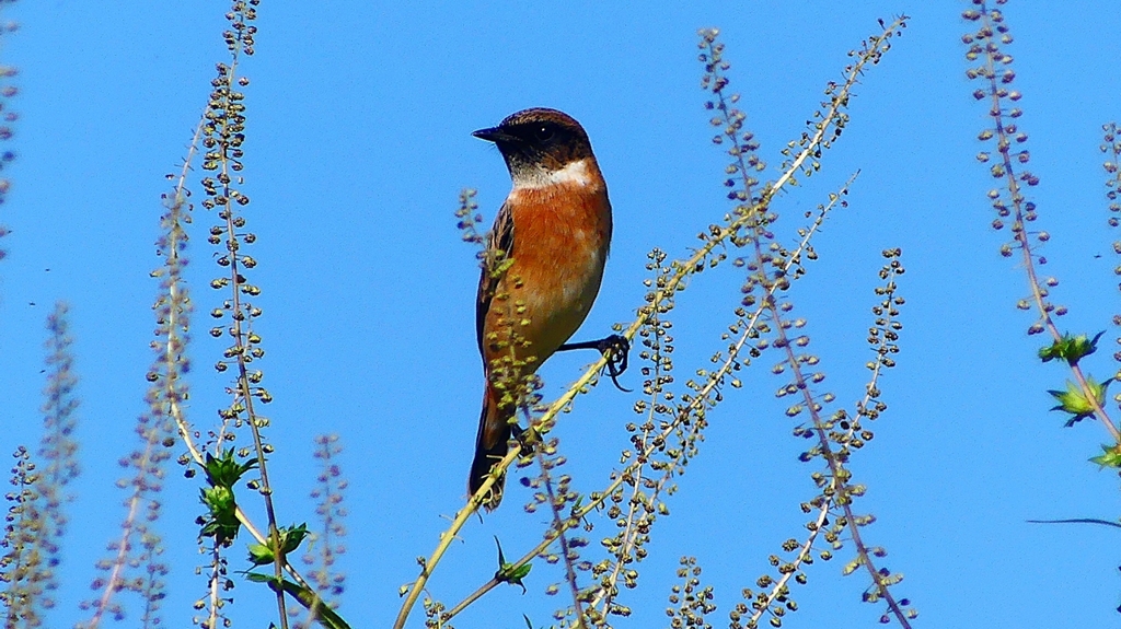 P2310717：ノビタキ