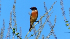 P2310717：ノビタキ