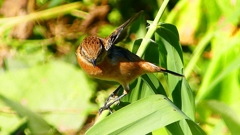 P2300331：ノビタキ