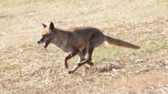 DSCN6760：キツネ