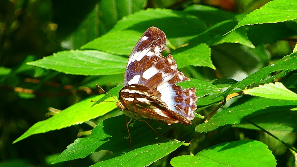 P2260482：メスグロヒョウモン