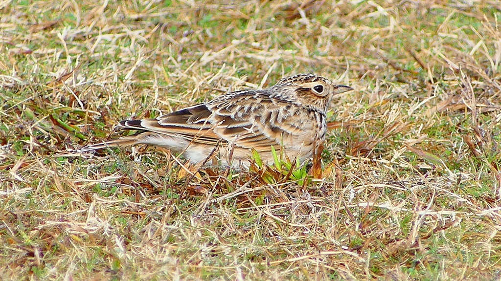 P2350701：ヒバリ