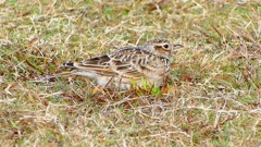 P2350701：ヒバリ