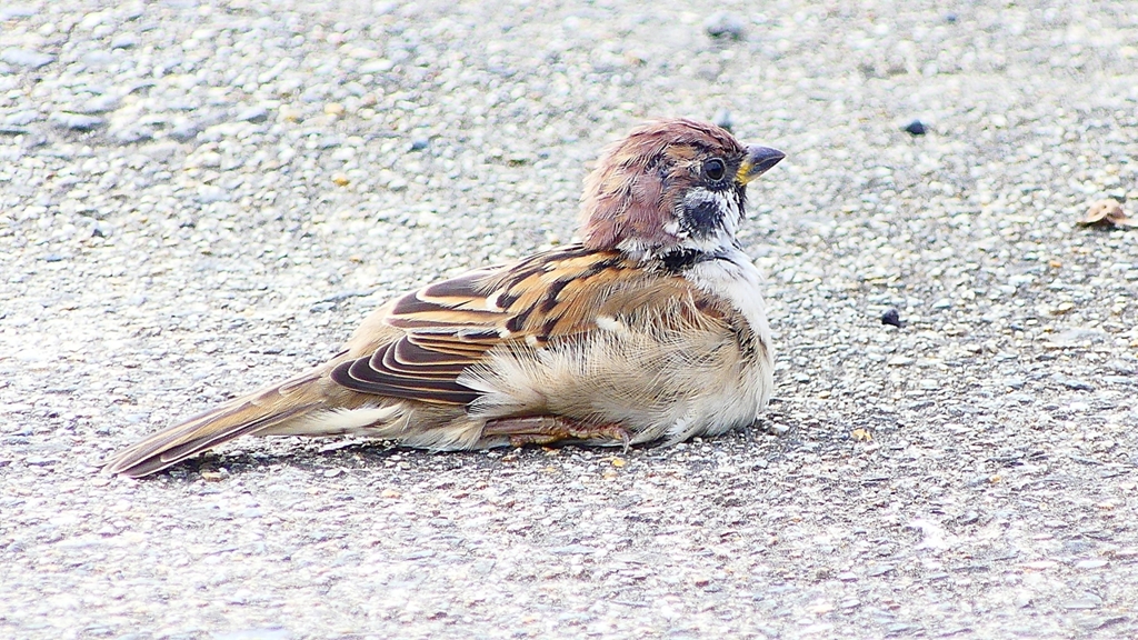 P2280447：スズメ