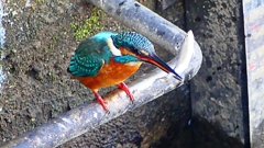 P2410425：カワセミ（オス）