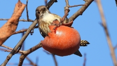 DSCN8670：コゲラ