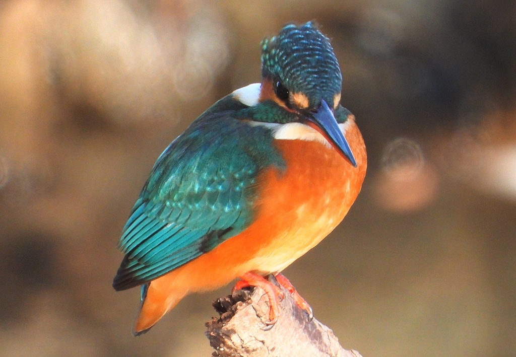 DSCN8926：カワセミ（メス）