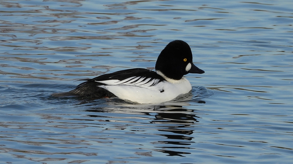 DSCN2530：ホオジロガモ（オス）