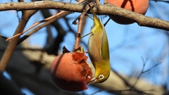 DSCN7709：メジロ