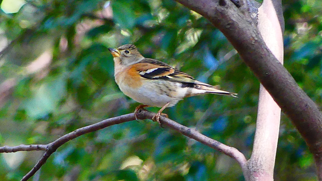 P2360346：アトリ