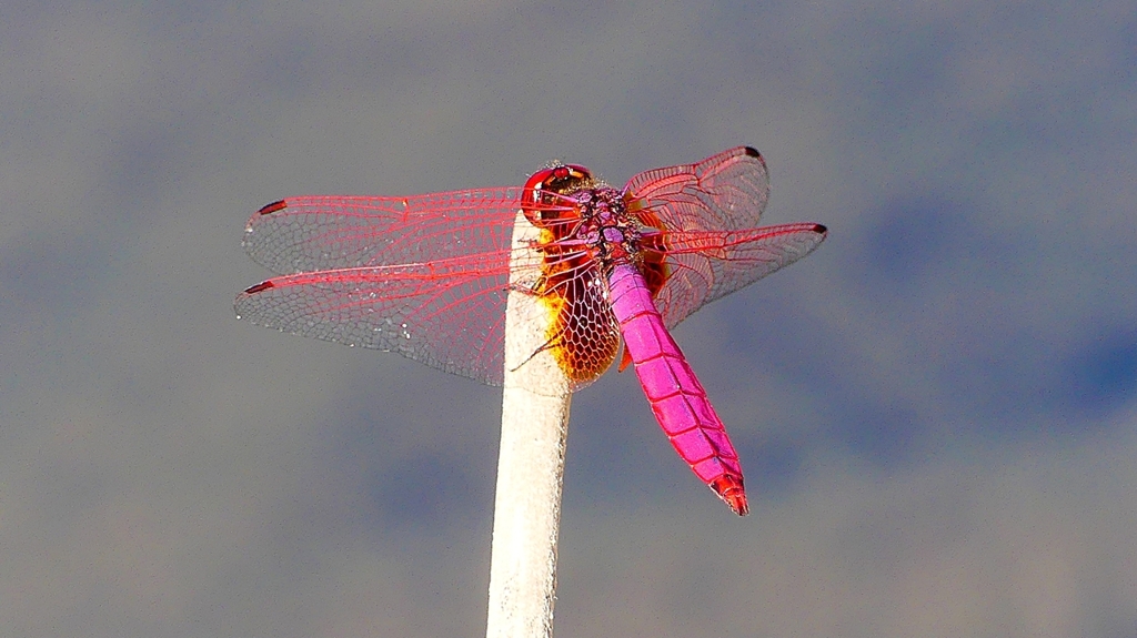 P2270154：ベニトンボ（オス）