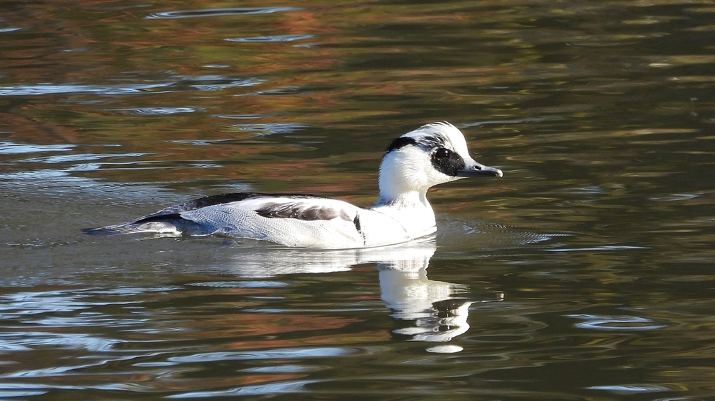 DSCN4933：ミコアイサ（オス）