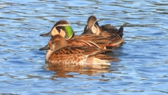 DSCN7883：トモエガモ