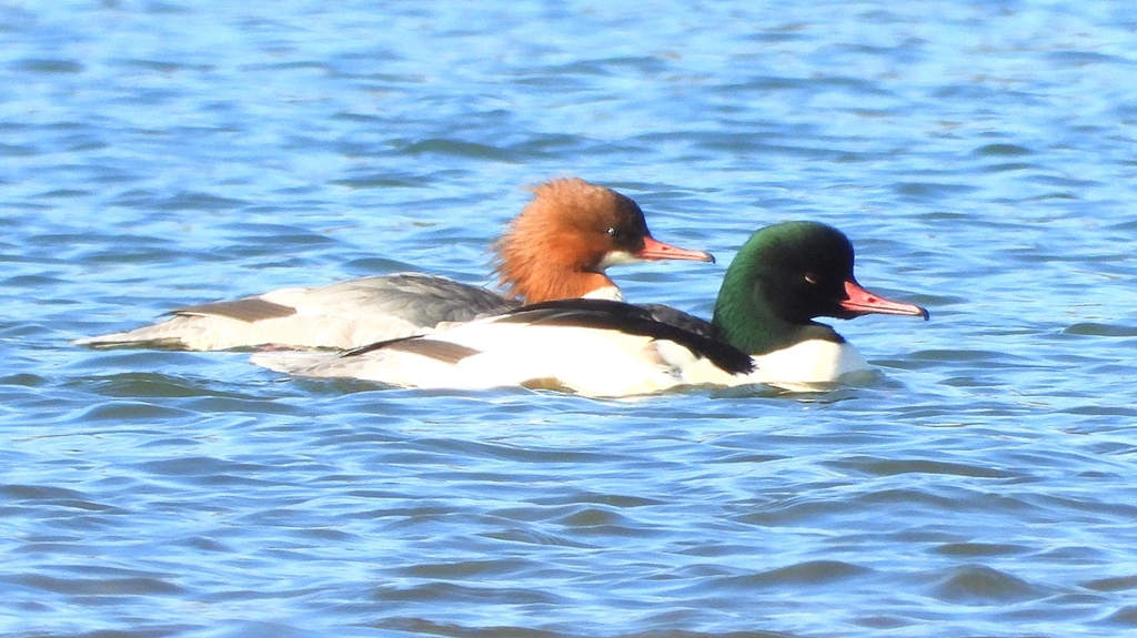 DSCN5849：カワアイサ