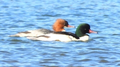 DSCN5849：カワアイサ