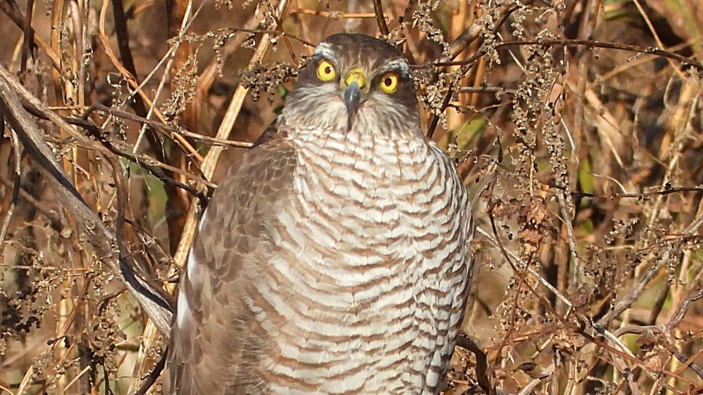 DSCN5492：ハイタカ