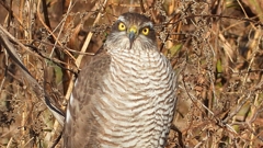 DSCN5492：ハイタカ