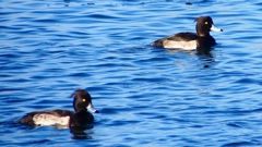 P2380250：キンクロハジロ（オス）