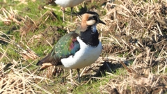 DSCN6652：タゲリ