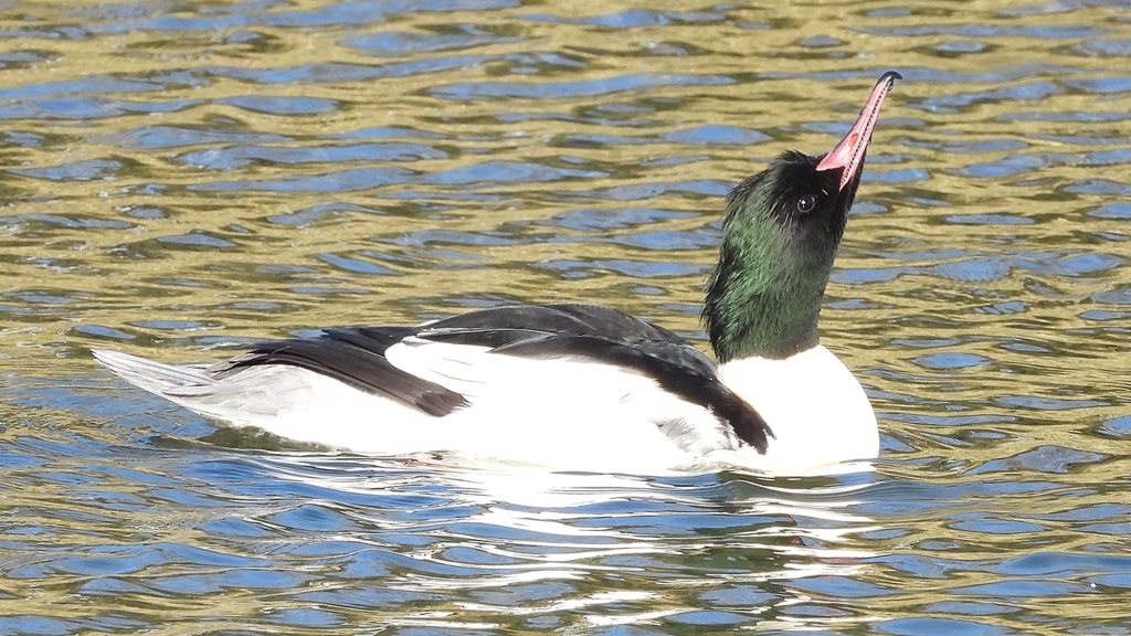 DSCN1853：カワアイサ（オス）