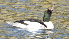 DSCN1853：カワアイサ（オス）