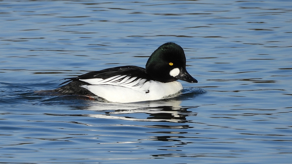 DSCN2782：ホオジロガモ（オス）