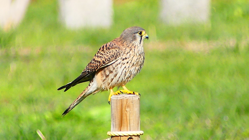 P2340425：チョウゲンボウ