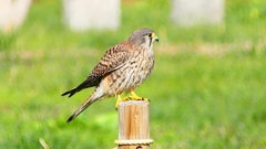 P2340425：チョウゲンボウ