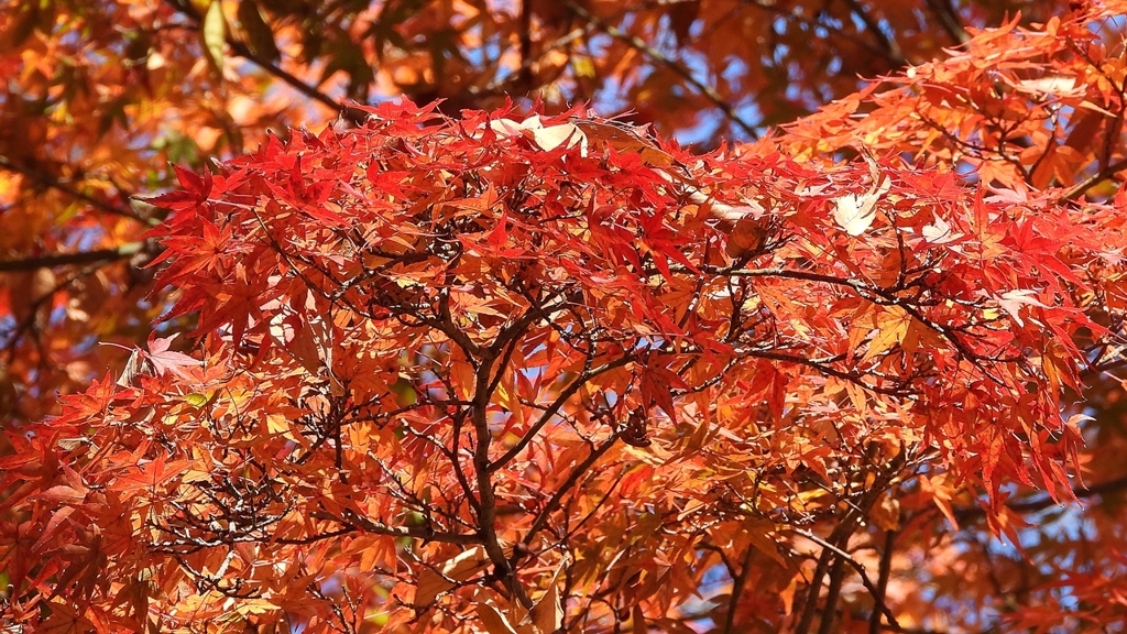 DSCN1329：紅葉