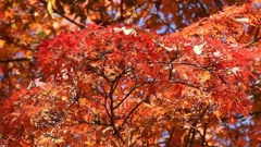DSCN1329：紅葉